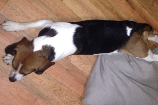 狗得了狂犬病什么表现