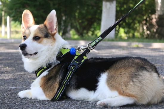 柯基犬打它能听话吗