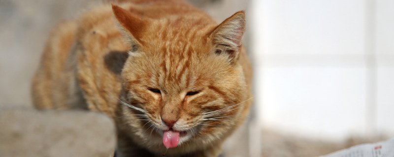 猫可以和人一起睡觉吗