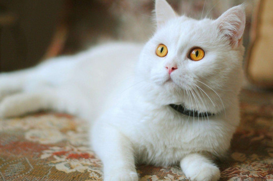 母猫能不能绝育