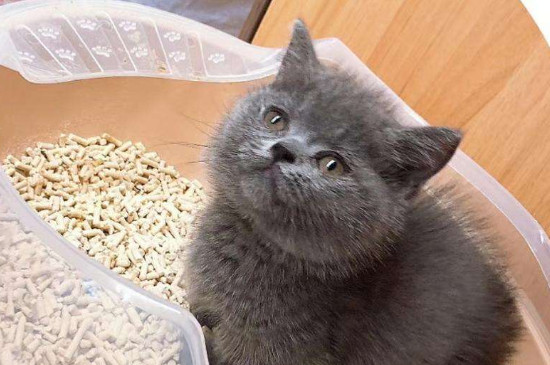 怎么教猫咪用猫砂