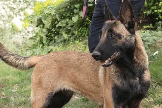 为什么养昆明犬的不多，这4个原因导致养昆明犬的人少
