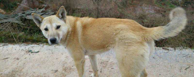 狗几个月打狂犬疫苗