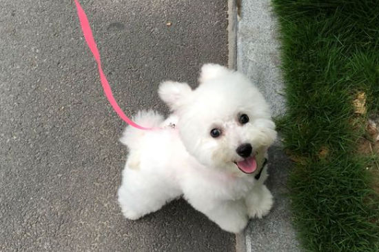 比熊脖子长疙瘩是什么