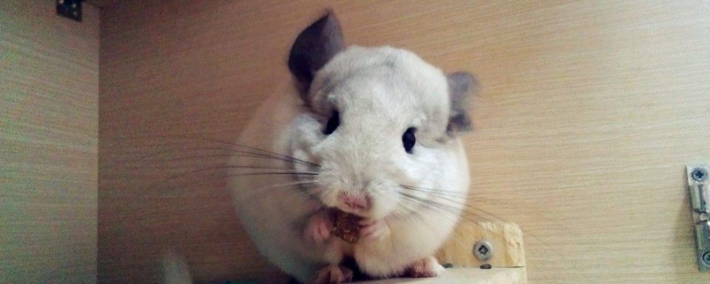 龙猫认主人后可以散养么