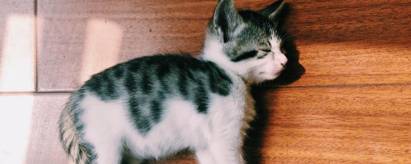 超市有什么奶猫咪可以喝