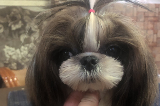 西施犬掉毛吗