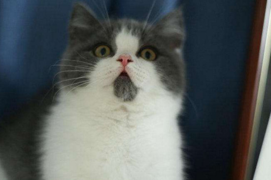 肖战养的猫是什么品种