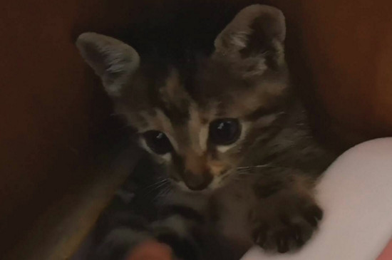 狸花猫认第二个主人吗