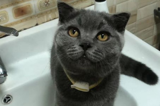 猫泪痕变黄了怎么去除