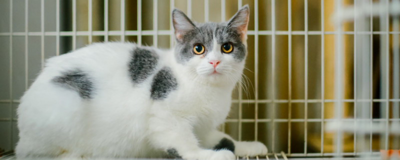 大猫到新环境怎么安抚