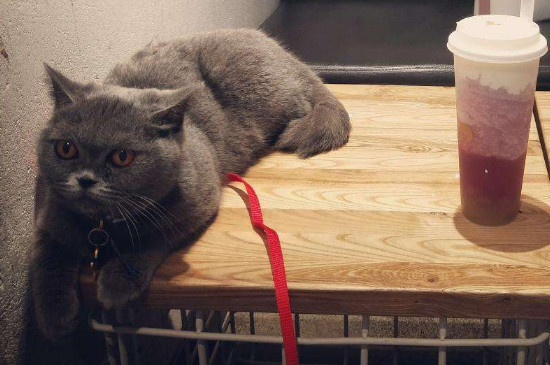 被猫抓了没打针有事吗