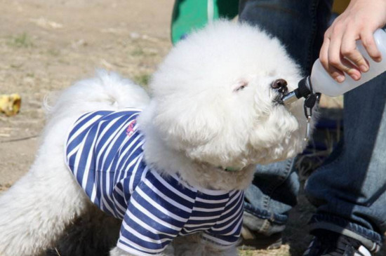 比熊犬口臭怎么办
