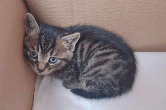 刚出生小猫不张嘴喝奶