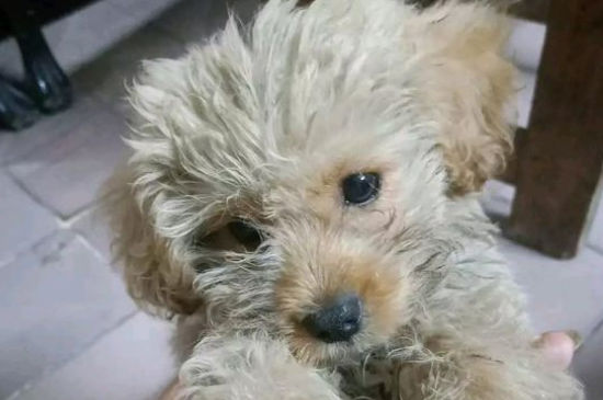 狗狗拉稀一般几天能好