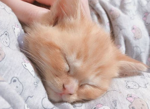 猫砂盆可以放笼子里吗