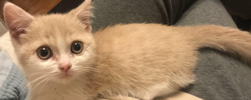小猫刚到家躲起来