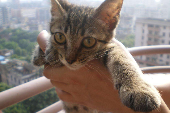 最适合家养的猫排名