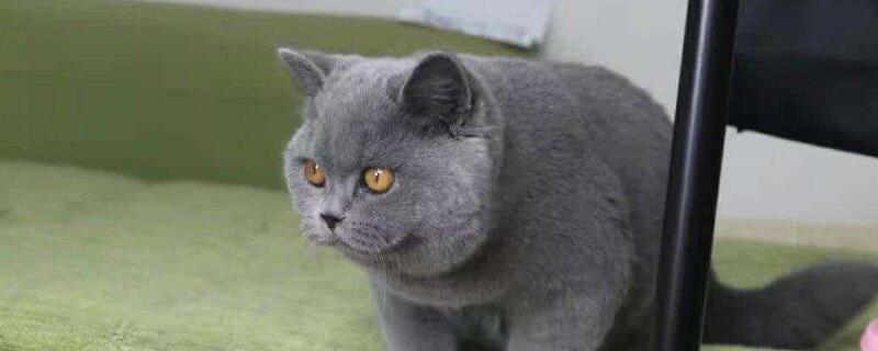 蓝猫拉稀怎么办