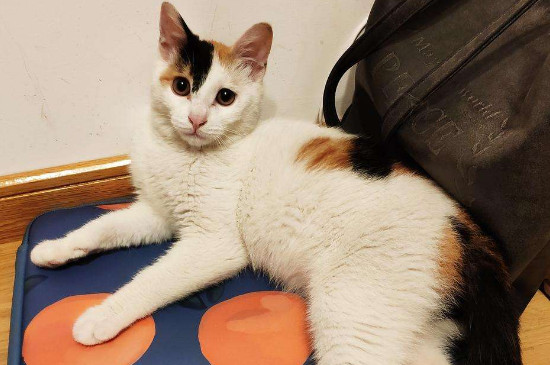 猫咪报复性尿床怎么办