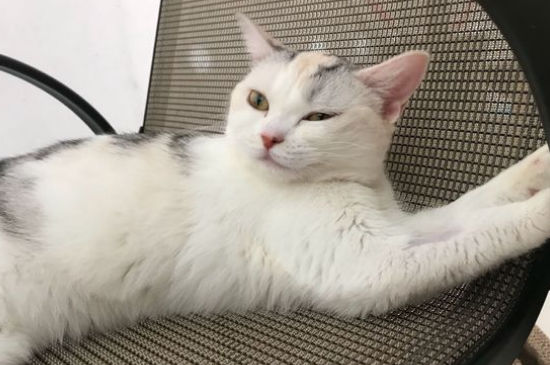 猫咪鼻子黑