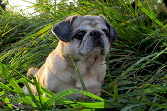 巴哥犬死前的症状