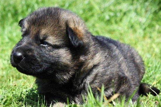 幼犬能吃成犬狗粮吗，幼犬吃成犬粮的2大坏处