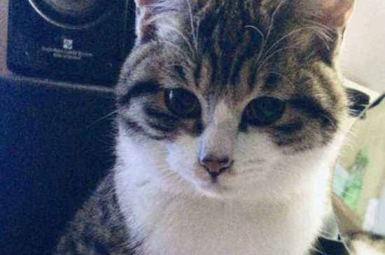 猫瘟便血是什么阶段