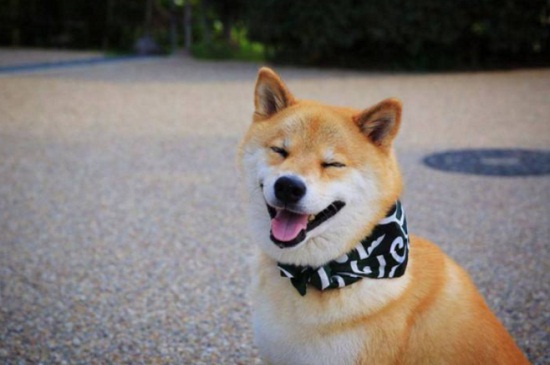 柴犬多大成年