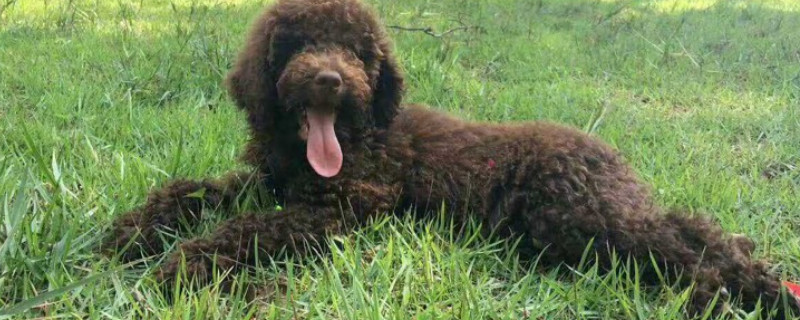 巨贵犬护主人吗
