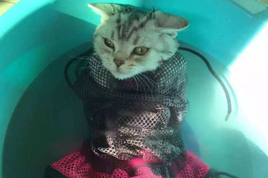 为什么我虐猫猫还粘我
