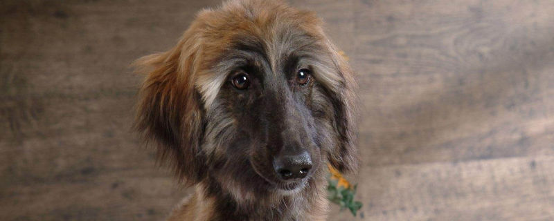 中国能养阿富汗猎犬吗