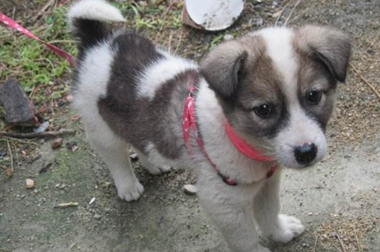 土狗为什么会自己回家