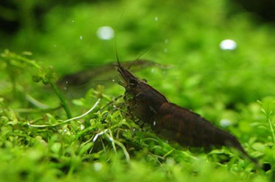 黑壳虾缺氧表现