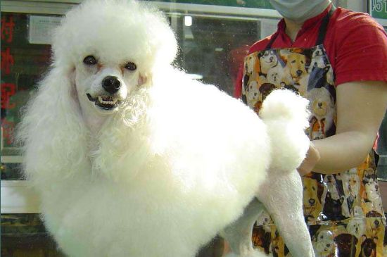 贵宾犬泪痕如何洗掉