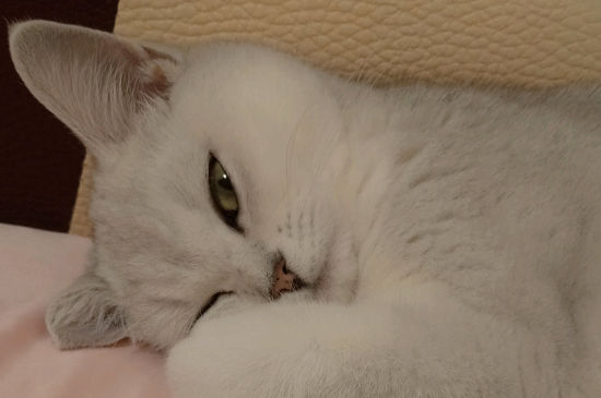 养猫身上起红疙瘩