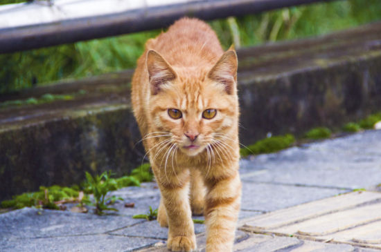 为什么不能养黄猫