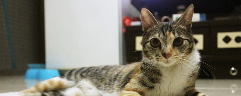 养猫臭吗