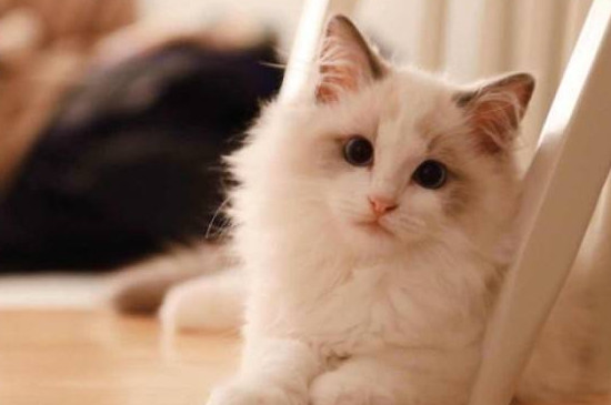 猫一直在叫说明了什么
