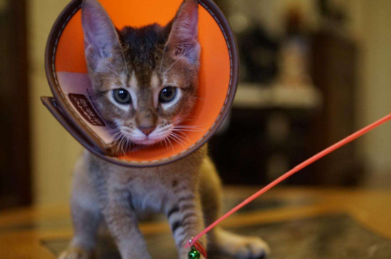 猫癣怎么治好得快