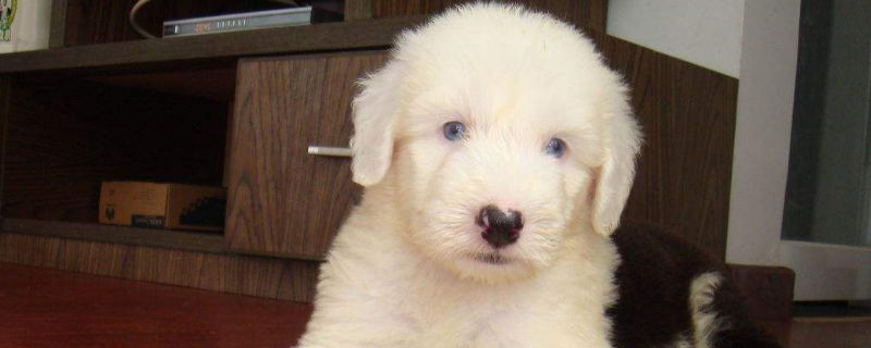 古牧犬拉稀怎么办