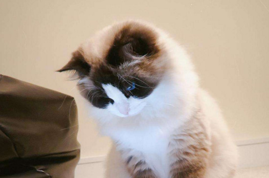 猫流产了肚子还有猫吗