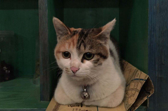 小猫便血但是精神很好