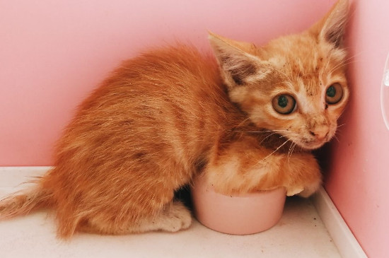 猫驱虫多久一次，猫驱虫的注意事项