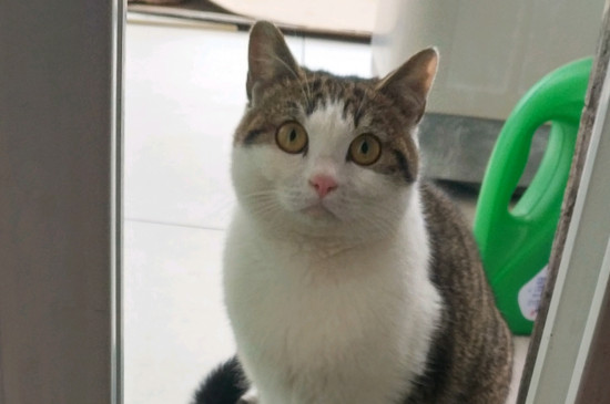 猫打完疫苗后呕吐