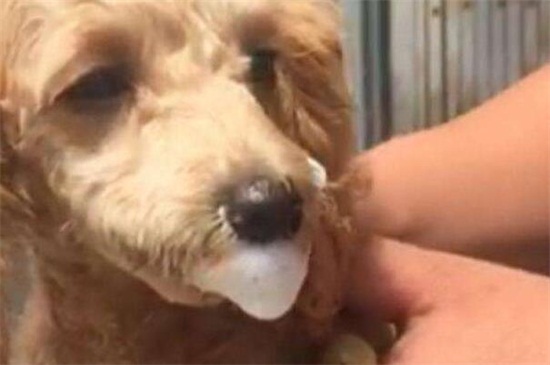 狗狗呕吐白色泡沫怎么办