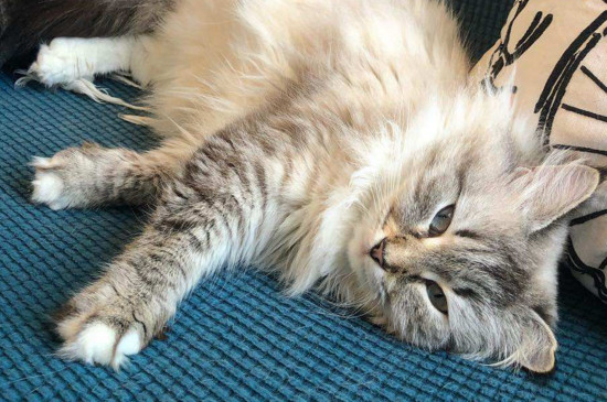 猫挨打以后呼吸急促