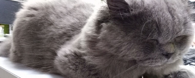 猫积食的症状
