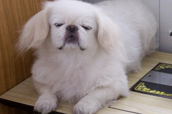 狗狗拉稀怎么办