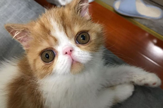 加菲猫几个月可以交配